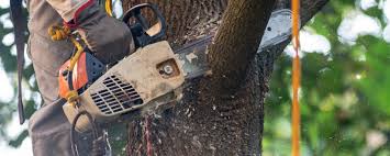 Best Utility Line Clearance  in Timberville, VA