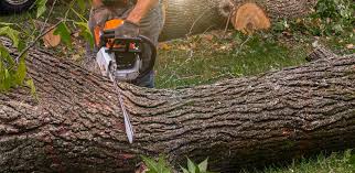 Best Lawn Renovation and Restoration  in Timberville, VA