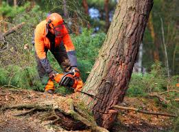 Best Lawn Watering Services  in Timberville, VA