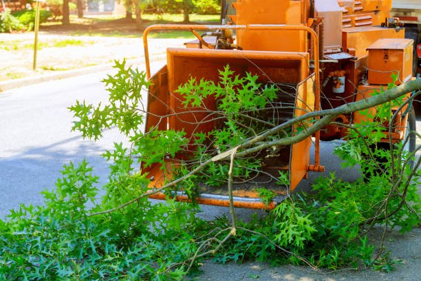 Best Tree Mulching  in Timberville, VA