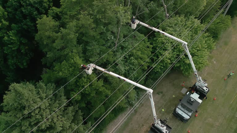 Best Hedge Trimming  in Timberville, VA