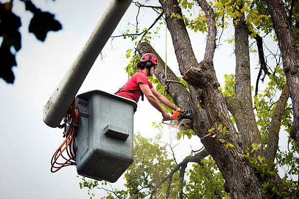 Best Hazardous Tree Removal  in Timberville, VA