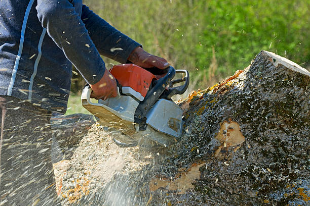 Best Stump Grinding and Removal  in Timberville, VA