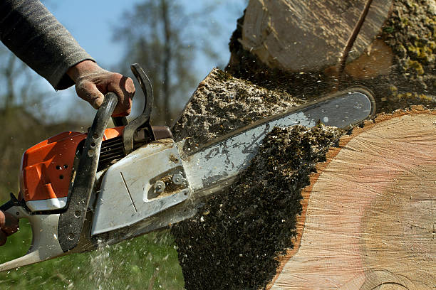 Best Soil Testing and Treatment  in Timberville, VA